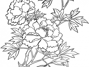 Flower Drawing Background PNG