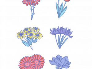 Flower Drawing PNG Background