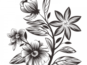 Flower Drawing PNG Cutout