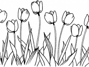 Flower Drawing PNG Free Image