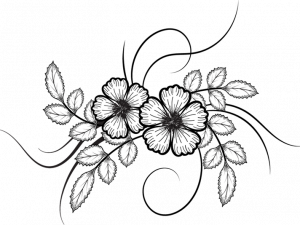 Flower Drawing PNG Images