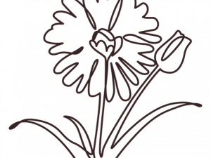 Flower Drawing PNG Photos