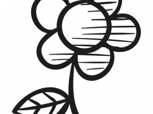 Flower Drawing PNG Picture