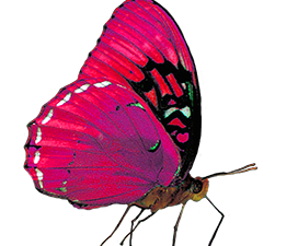 Flying Purple Butterfly PNG