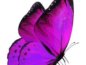 Flying Purple Butterfly PNG Image