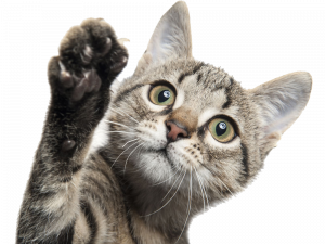 Funny Cat PNG HD Image