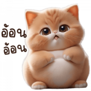 Funny Cat PNG Image
