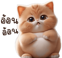 Funny Cat PNG Image