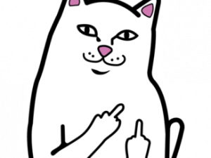 Funny Cat PNG Image HD