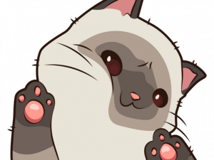 Funny Cat PNG Photo