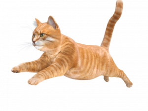 Funny Cat PNG Pic