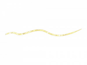 Gold Sparkle PNG Photos