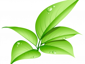 Green Leaf Background PNG