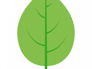 Green Leaf PNG