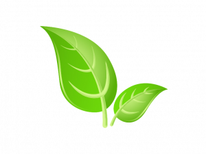 Green Leaf PNG Background