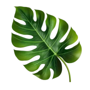 Green Leaf PNG HD Image