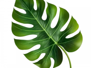 Green Leaf PNG HD Image