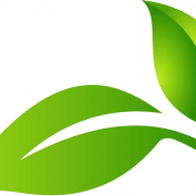 Green Leaf PNG Image