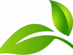 Green Leaf PNG Image