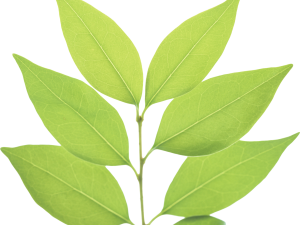 Green Leaf PNG Image File