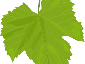 Green Leaf PNG Image HD