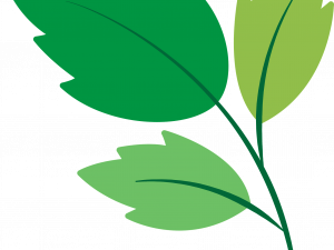 Green Leaf PNG Images