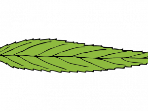 Green Leaf PNG Images HD