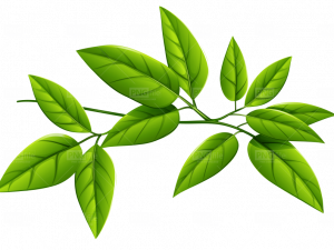 Green Leaf PNG Photos