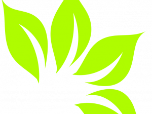 Green Leaf PNG Pic