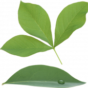 Green Leaf PNG Picture