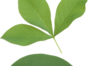 Green Leaf PNG Picture