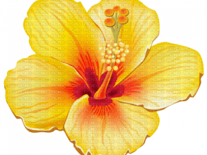 Hawaii Flower PNG Photo