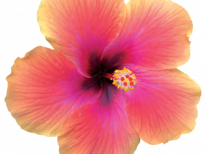 Hibiscus Flower Background PNG