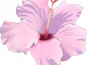 Hibiscus Flower PNG Free Image