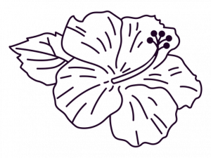 Hibiscus Flower PNG Images