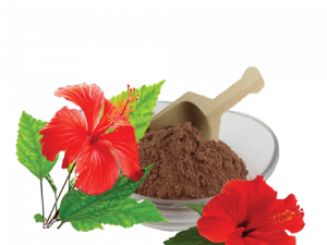 Hibiscus Flower PNG Picture