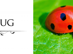 Lady Bug PNG Image File