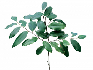 Laurel PNG HD Image