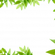 Leaves Border PNG Picture