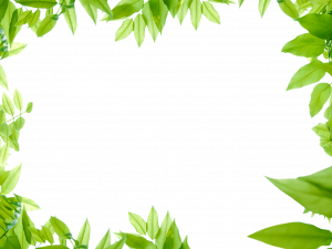 Leaves Border PNG Picture