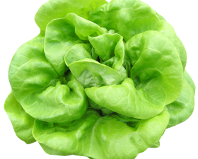 Lettuce