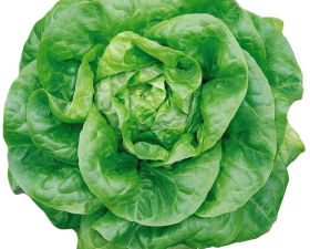 Lettuce No Background