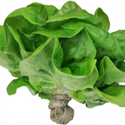 Lettuce PNG Cutout