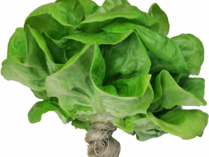 Lettuce PNG Cutout