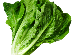 Lettuce PNG HD Image