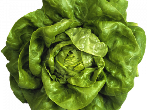 Lettuce PNG Image