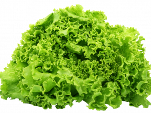 Lettuce PNG Image HD