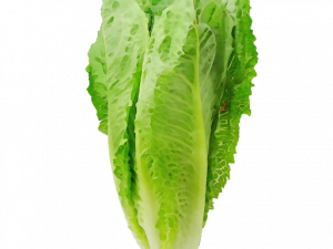 Lettuce PNG Images