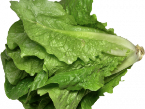 Lettuce PNG Photo