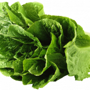 Lettuce PNG Pic